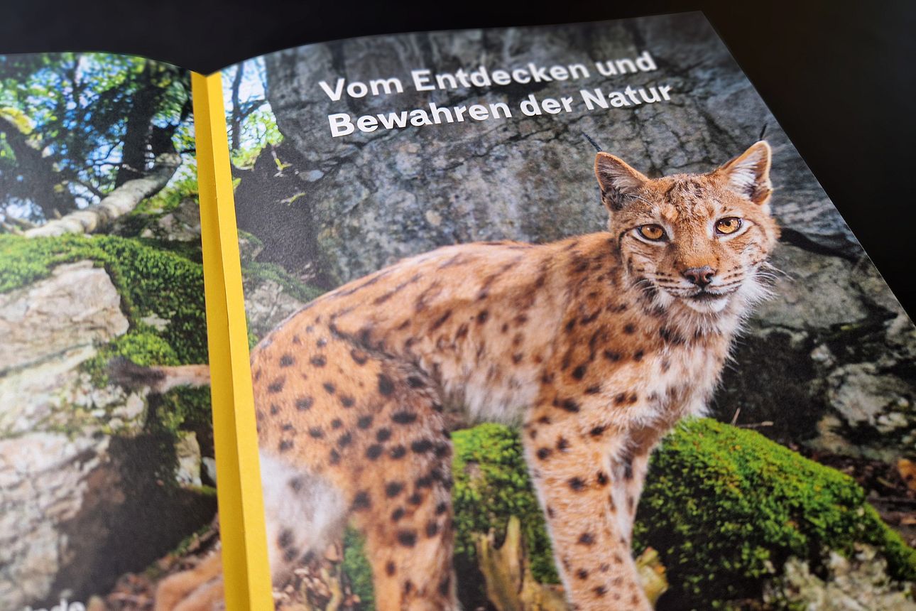 Küttigen erzählt 2025: Luchs im Küttiger Wald