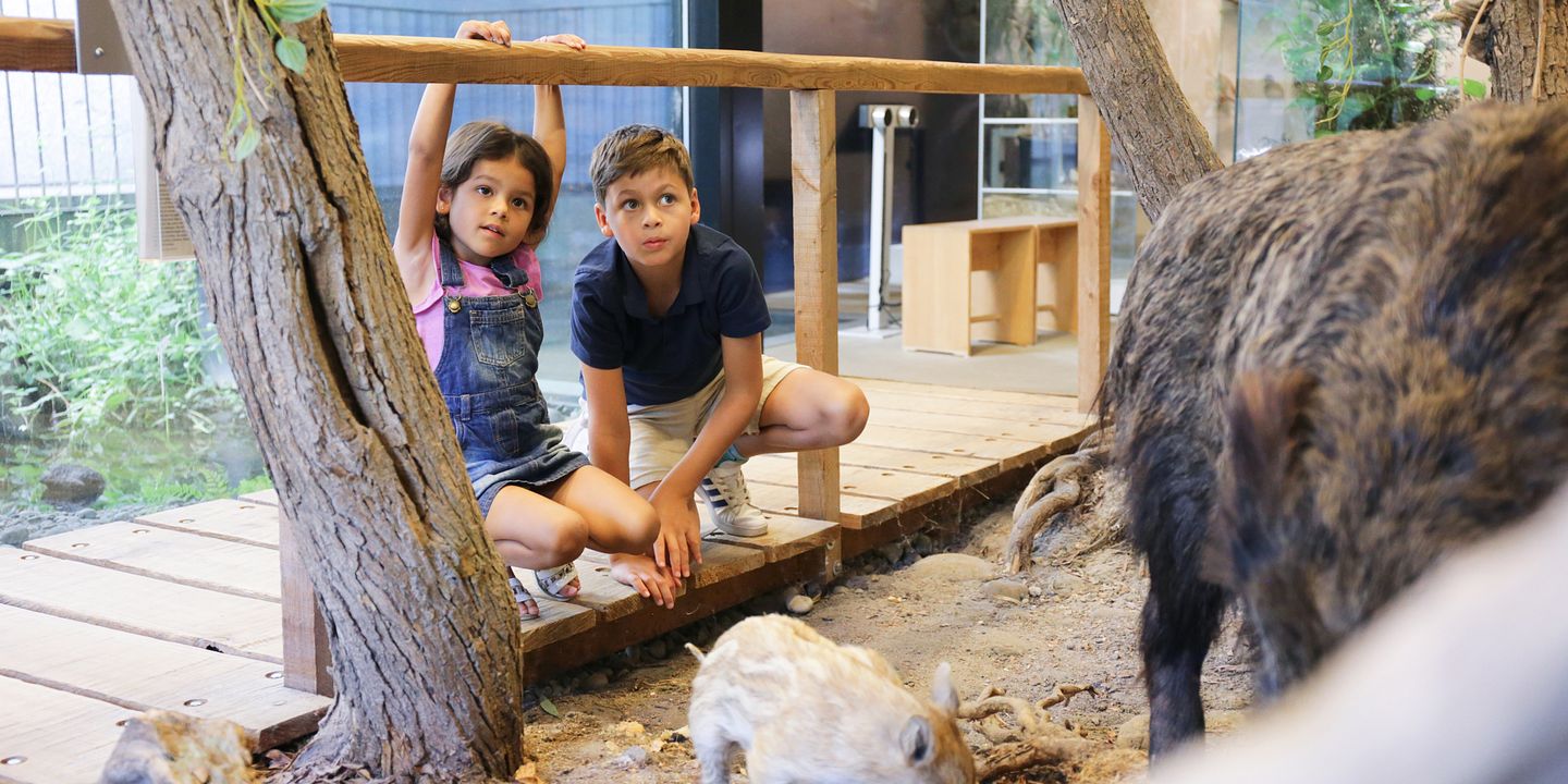 Naturama Aargau: Ein Museum für Jung und Alt