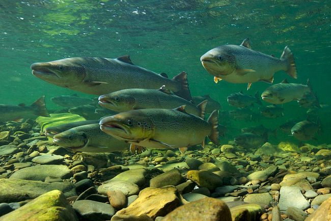 WWF Sektionen Schweiz: Lachse im Fluss