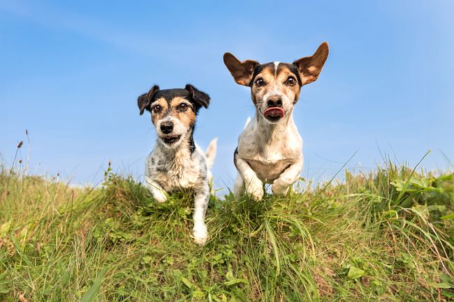 Schweizer Tag des Hundes