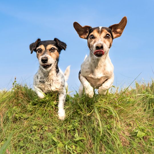 Schweizer Tag des Hundes