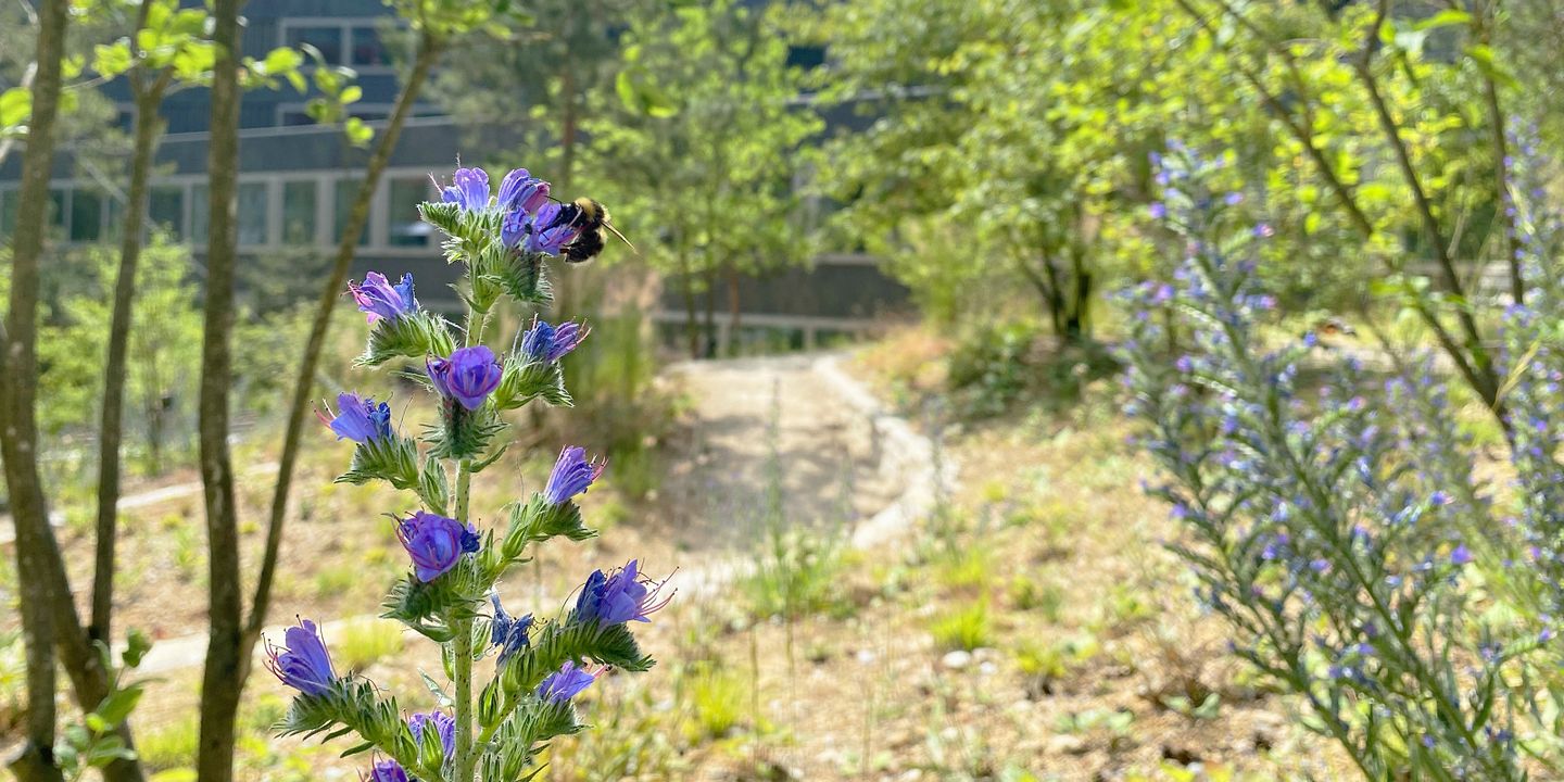 Klinik Barmelweid: Biene im Garten