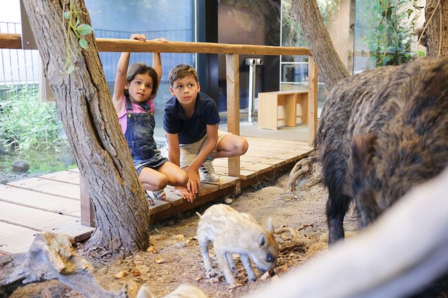 Naturama Aargau: Ein Museum für Jung und Alt